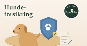 Hundeforsikring - best i test 2026 dyreguiden-hundeforsikring-artikkelbilde