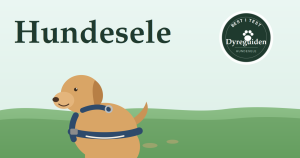 dyreguiden-hundesele-artikkelbilde