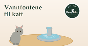 Vannfontene til katt - best i test 2026 dyreguiden-vannfontene-artikkelbilde