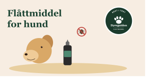 flattmiddel_for_hund_forsidebilde