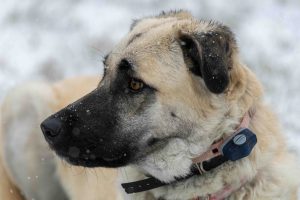GPS-halsbånd og aktivitetsmåler for hund- er det verdt pengene