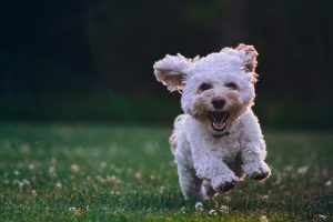 Hvorfor rister hunden på hodet