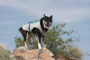 Kjøling- og varmevest til hund- når trenger hunden det?