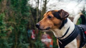 Slik trener du hunden til canicross