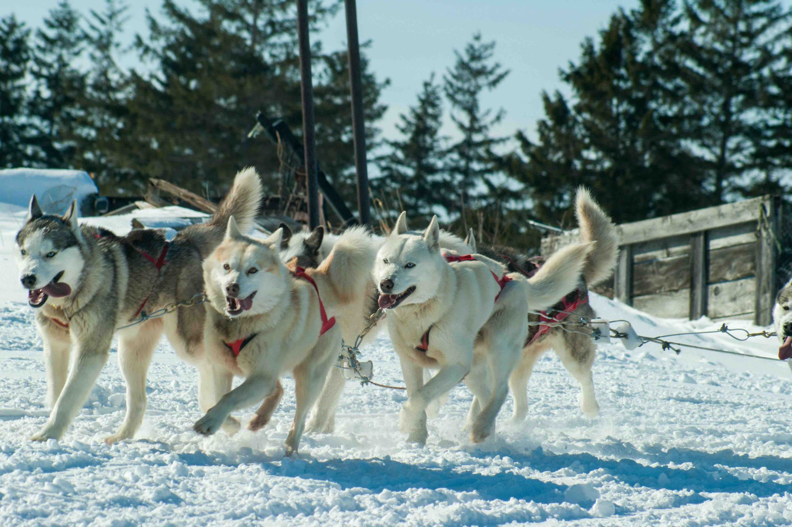 Hvilke hunderaser passer best til canicross og trekkhundkjøring?
