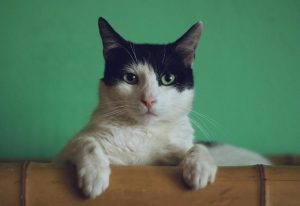 Allergivennlige katter: de 12 beste rasene for deg med allergi allergivennlige katter