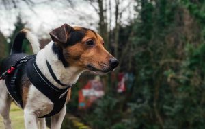 Beste trekksele til hund: test og kjøpsguide beste trekksele til hund