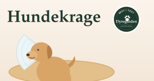 dyreguiden-hundekrage-artikkelbilde