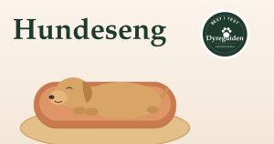 dyreguiden-hundeseng-artikkelbilde