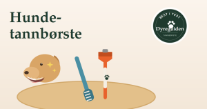 dyreguiden-hundetannborste-artikkelbilde