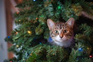 Er juletre giftig for katter? Dette bør du vite før jul er juletre giftig for katt?