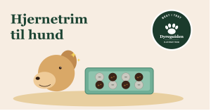 hjernetrim_til_hund_forsidebilde_v2