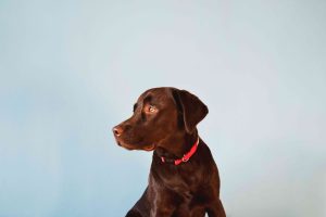 hund og sjokolade