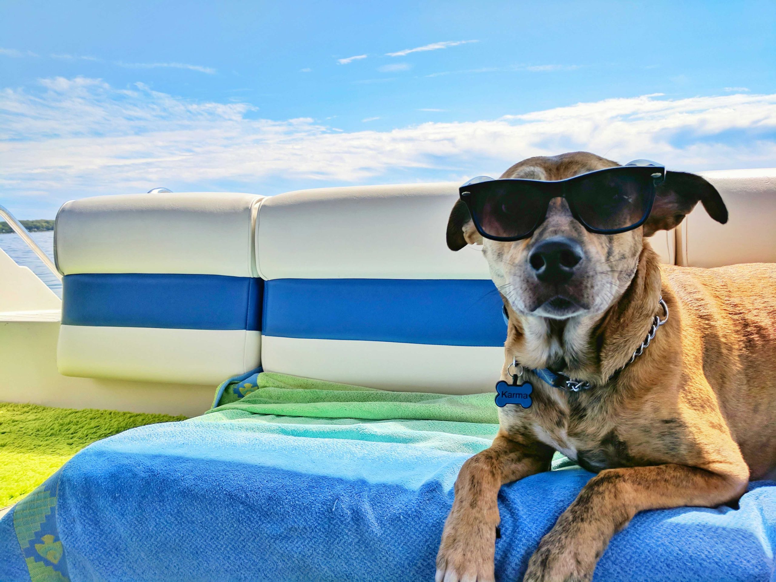 Reise med hund på fly i Norge: Regler, priser og krav