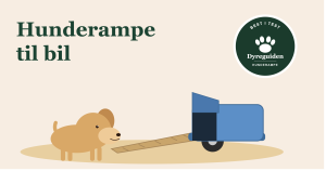 Hunderampe til bil - best i test 2026 hunderampe_til_bil_forsidebilde
