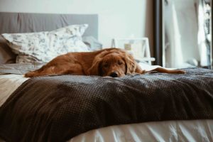 hvor lenge kan hunden være alene hjemme