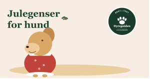 Julegenser for hund - best i test 2026 julegenser_for_hund_forsidebilde