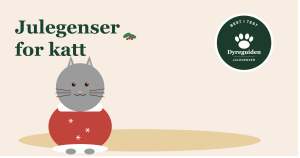 Julegenser for katt - best i test 2026 julegenser_for_katt_forsidebilde
