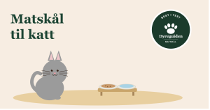 matskal_til_katt_forsidebilde