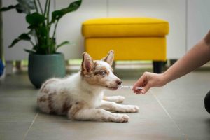 vaksiner for hund og katt